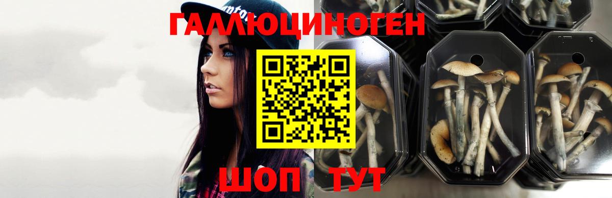 Галлюциногенные грибы GOLDEN TEACHER Североморск